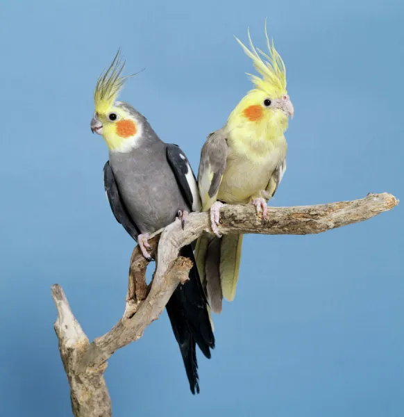 Cockatiel Birds - Two perched on branch