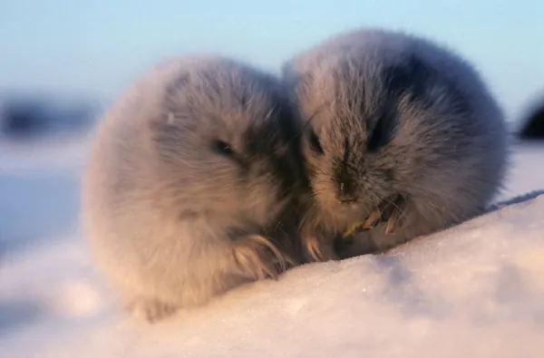 Collared Lemmings - adults in winter fur, large winter claws for digging snow (in summer they are smaller); feed on buds and bark of dwarf willow in surface of snow tundre; warm colours of low sun ( it is Polar day)