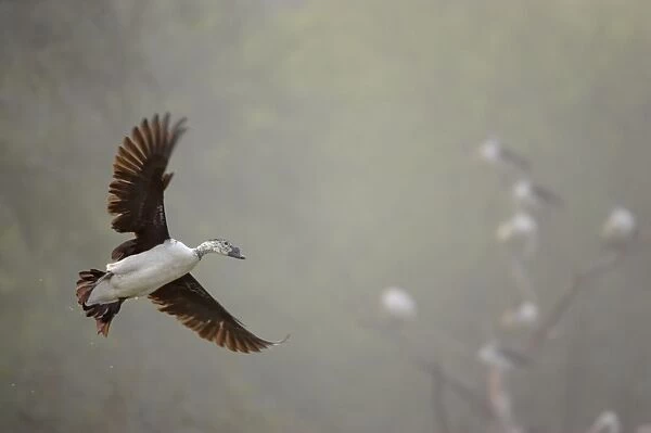 Comb Duck - coming in to land - Keoladeo Ghana National Park - Bharatpur Rajasthan - India BI017691
