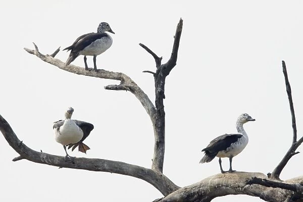 Comb Duck - roosting in dead tree - Keoladeo Ghana National Park - Bharatpur - Rajasthan - India BI017673