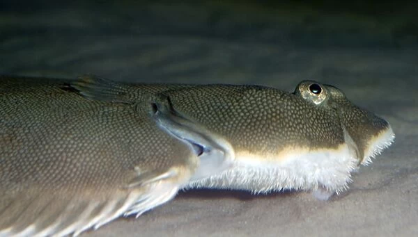 Common  /  Dover Sole. Shallow waters, NE Atlantic and North Sea. Lies on its left side on the sea bed