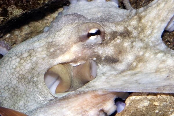 Common Octopus - close-up of head showing funnel and gills Dolphinarium, Port Elisabeth. South Africa
