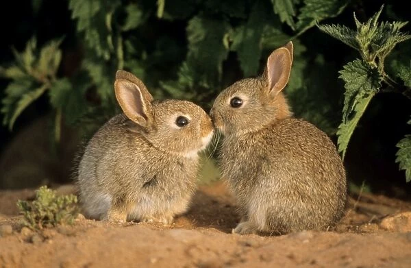 Common Rabbit - young