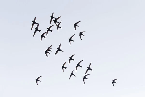 Common Swift - flock flying in formation over breeding territory, Hessen Germany Date: 11-Feb-19