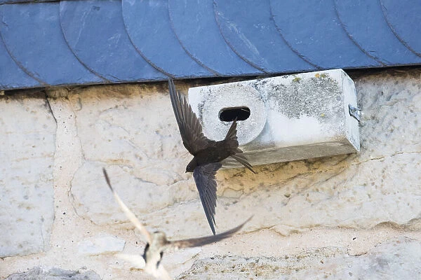 Common Swift - flying in front of artificial nesting box, Hessen Germany Date: 11-Feb-19