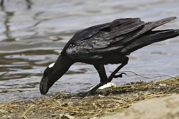 corbeau corbiveau Thick-billed Raven Corvus crassirostris
