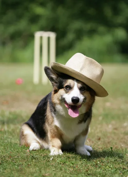 Corgi in hotsell a hat