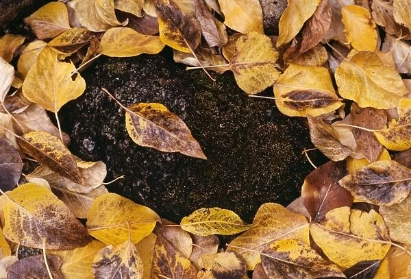 Cottonwood Leaves - Autumn