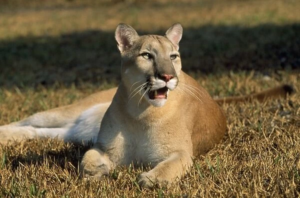 Cougar  /  Mountain Lion  /  Puma - USA Latin formerly Felis concolor