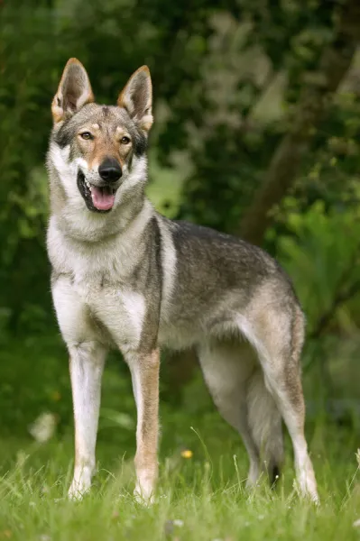 Czechoslovakian Wolfdog