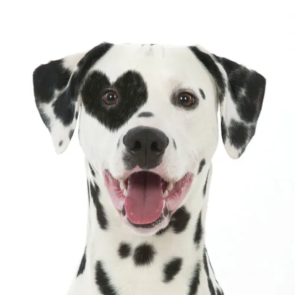 Dalmatian Dog With Tongue Out Heart Shaped Spot Patch