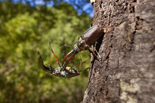 Darwin's Beetle  /  Grant's Stag Beetle  /  Chilean Stag Beetle - two giant male beetles fighting on a tree trunk - Queulat National Park - Patagonia - Carretera Austral - Chile - South America