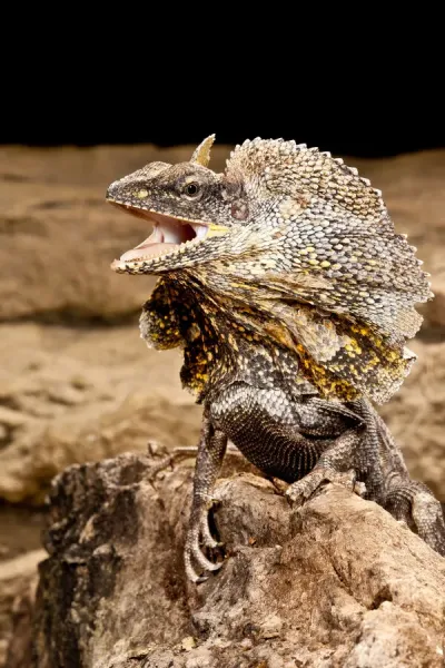 Frilled Lizard Print New Guinea Art Prints, Posters