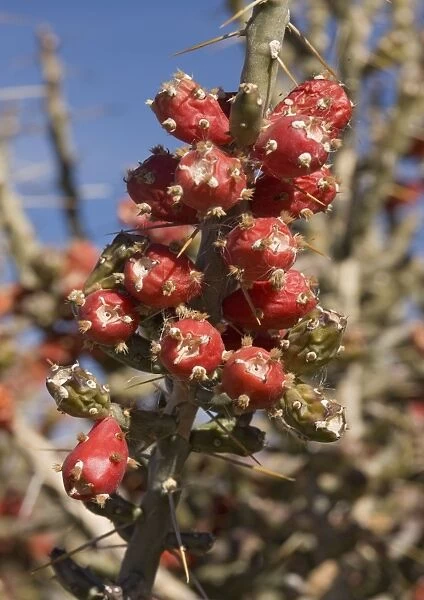 Desert Christmas Cactus - in fruit, winter. New Mexico, USA