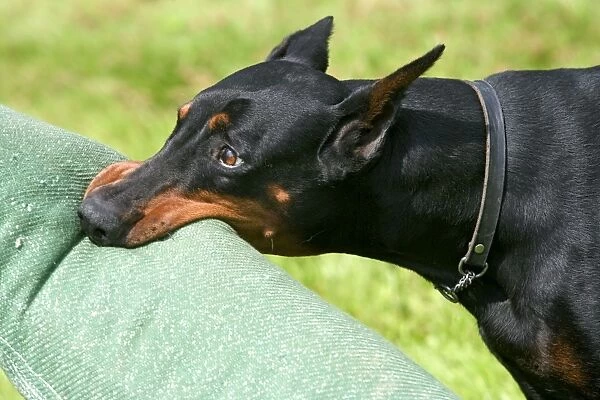 Doberman biting on toy available as Framed Prints, Photos, Wall