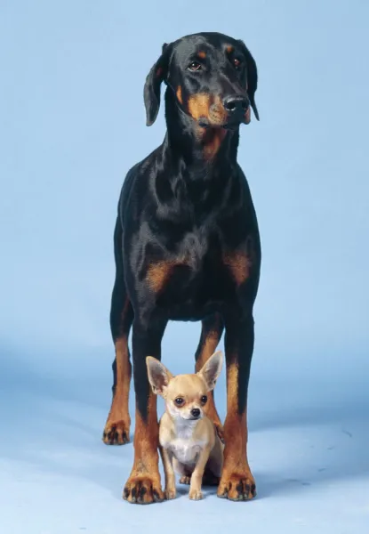 Dobermann & Chihuahua JD 10824 © John Daniels  /  ARDEA LONDON