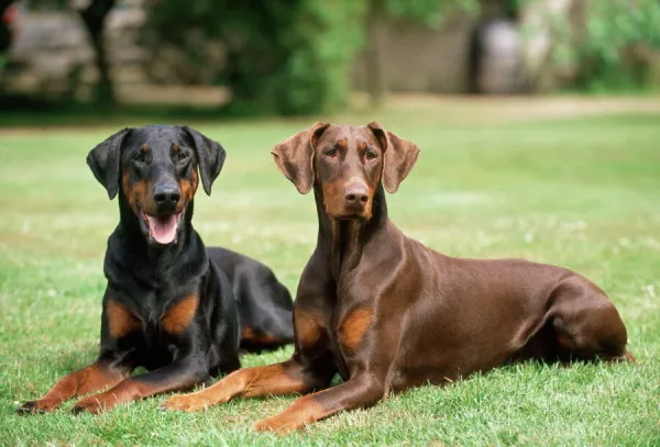 Dobermann Dogs