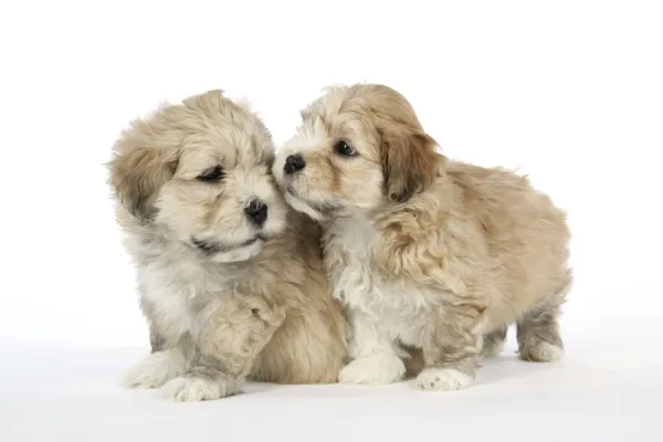 Dog - 7 weeks old Lhasa Apso cross Shih Tzu puppies