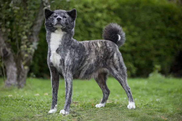 Dog - Akita  /  Akita Inu. Also known as Japanese Akita