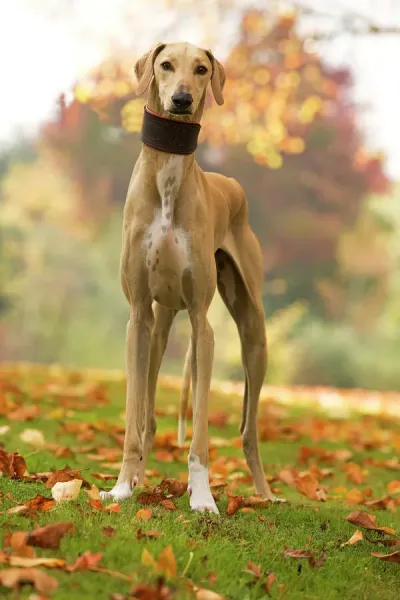 Azawakh Dog Print Tuareg Sloughi Art Prints, Posters