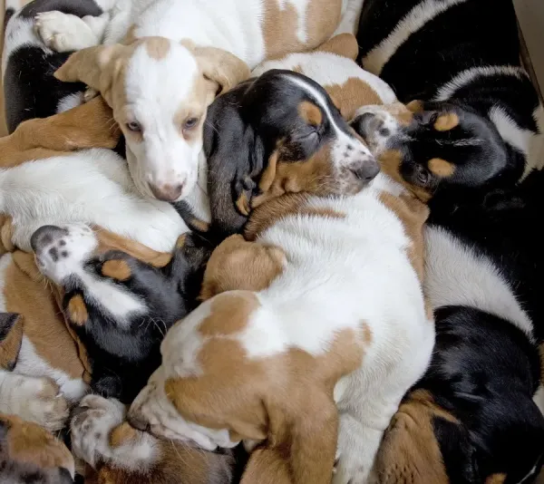 Basset Hound Puppies Sleeping Art Prints, Posters Puzzles