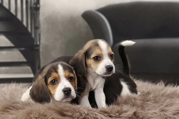 Dog Beagle puppies Date. Available as Framed Prints, Photos, Wall Art and  other products #13487506
