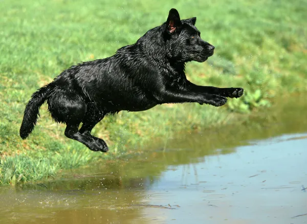 Dog - Black Labrador Retriever jumping into water