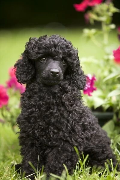Dog - Black poodle outside in garden