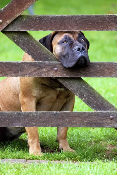 Dog - Boerboel peering through fence