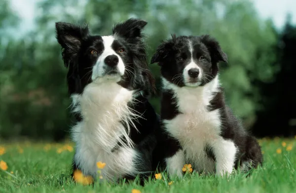 Dog - Border Collie - Adult with puppy sitting in garden