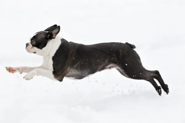 Dog - Boston Terrier running in snow