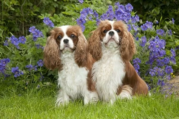 DOG - Cavalier king charles sitting together in garden
