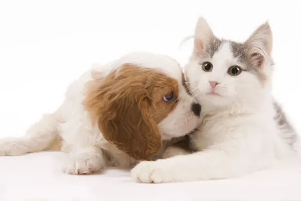 Cavalier King Charles Spaniel Puppy with Kitten Studio Art - Main Image