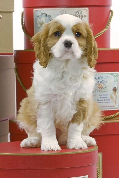 Dog - Cavalier King Charles Spaniel - sitting on hat boxes in studio