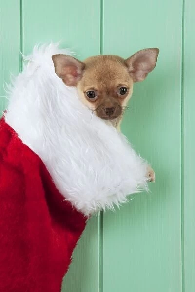 Chihuahua Christmas Dog Christmas Stocking Chihuahua Stocking
