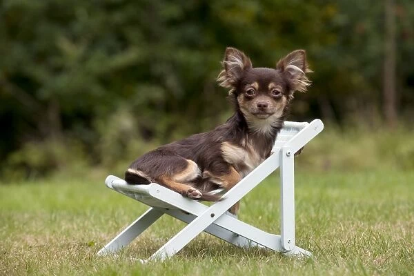 https://www.mediastorehouse.com/p/172/dog-chihuahua-sitting-deck-chair-8132429.jpg.webp