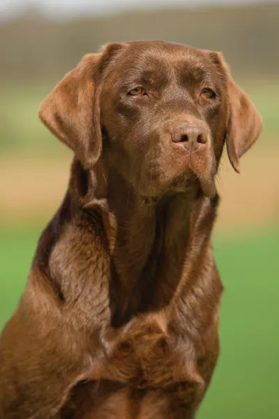 dog-chocolate-labrador-outside-8182542.jpg.webp