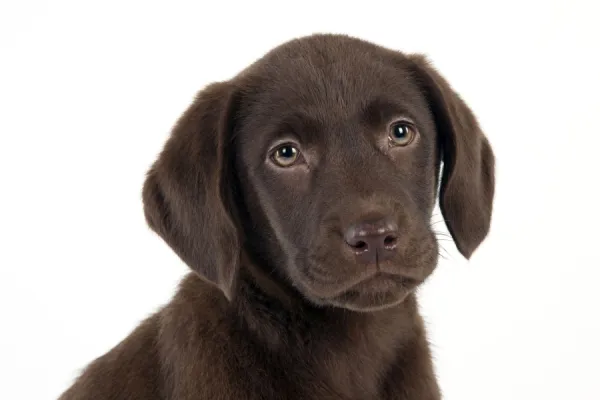 Short hair labrador sales puppy