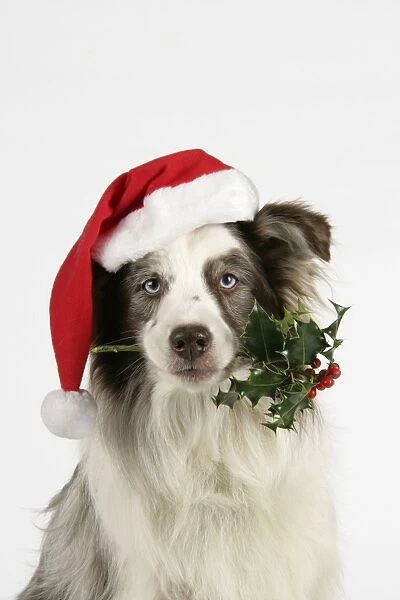 Dog with christmas hat holding holly in mouth