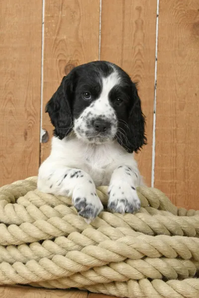 Dog. Cocker Spaniel puppy (7 weeks old ) Black & white