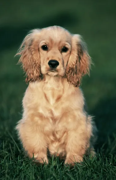 Dog - Cocker spaniel puppy sitting in garden