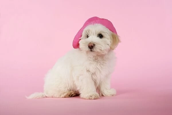 DOG - Coton de Tulear puppy (8 wks old) wearing a pink hat