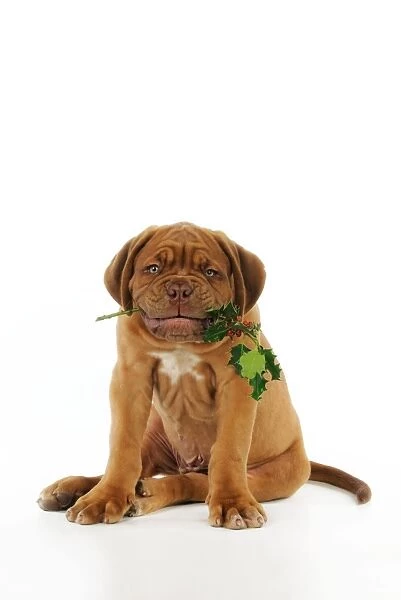 DOG. Dogue de bordeaux puppy sitting down holding holly