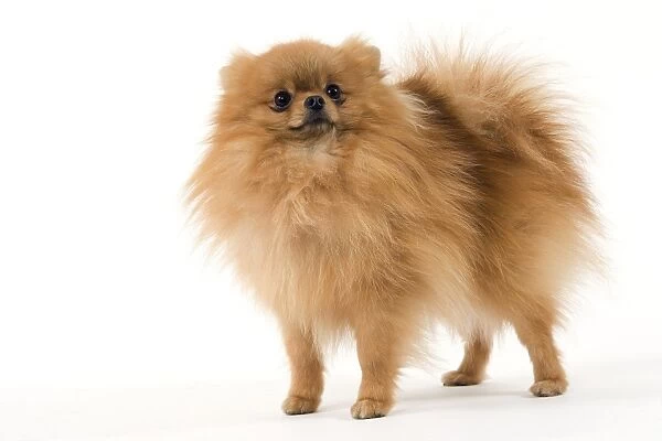 Dog - Dwarf Spitz  /  Pomeranian  /  Spitz nain