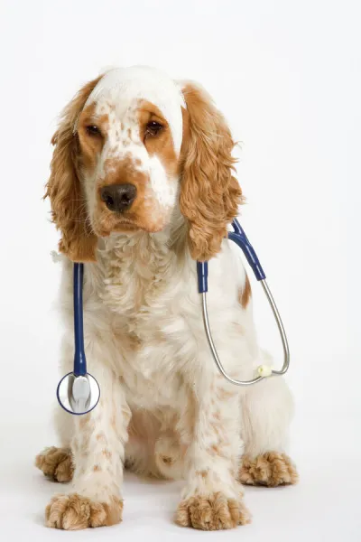 Dog - English Cocker Spaniel - With medical kit