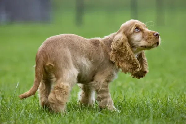 English Cocker Spaniel Puppy in Garden Print Art Prints
