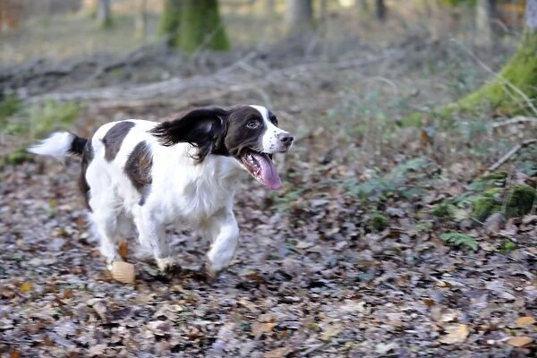 DOG - English springer spaniel running through the woods