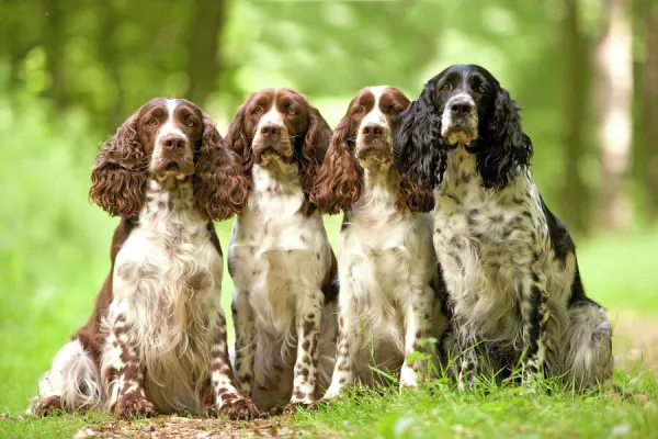 Dog - English springer spaniel - four sitting in row