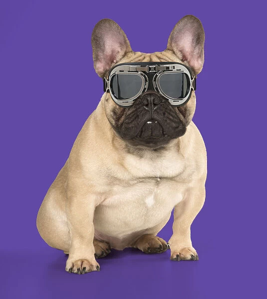 DOG. French Bulldog wearing pilot goggles Digital