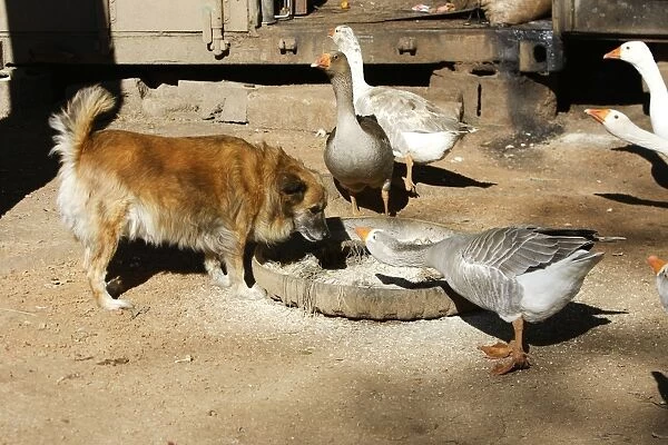 Dog & Geese Zambia, Africa
